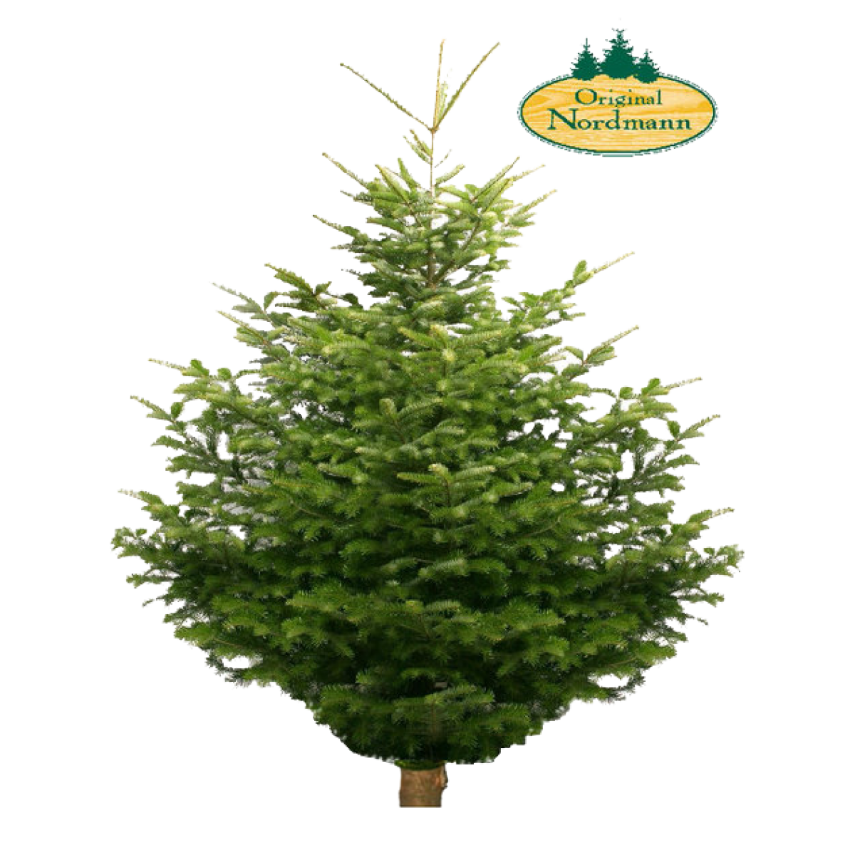 Gloed Geweldig Bukken Nordmann Kerstboom 150 cm geimpregneerd | RH Brandbeveiliging